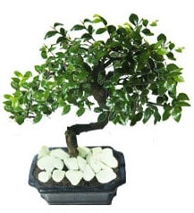 GER�EK �ZELL�KL� Japon a�ac� Bonsai ger�ek A�a� d�k�len t�rden Ankara Aya�