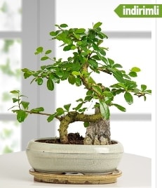 GER�EK �ZELL�KL� Japon a�ac� Bonsai ger�ek A�a� d�k�len t�rden Ankara Aya�