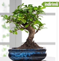 GER�EK �ZELL�KL� Japon a�ac� Bonsai ger�ek A�a� d�k�len t�rden Ankara Aya�